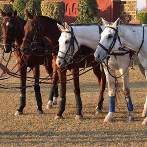 Meet your Posher, Asif